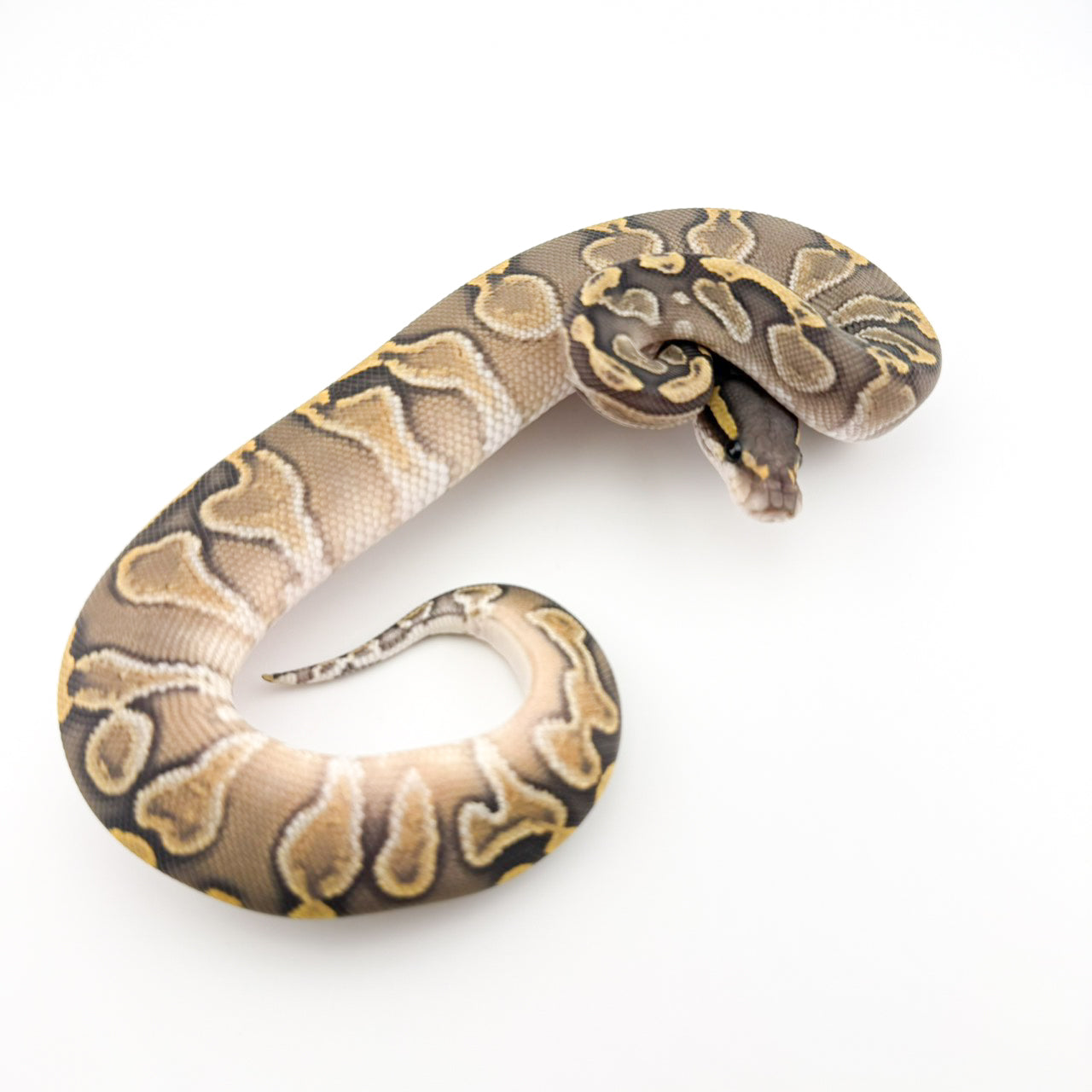 GHIハイポposshetクラウン