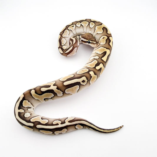 レッサーレッドストライプdhハイポクラウン