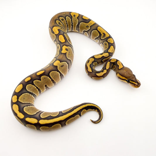 チョコレートハイポ