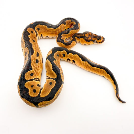 ブレードクラウン