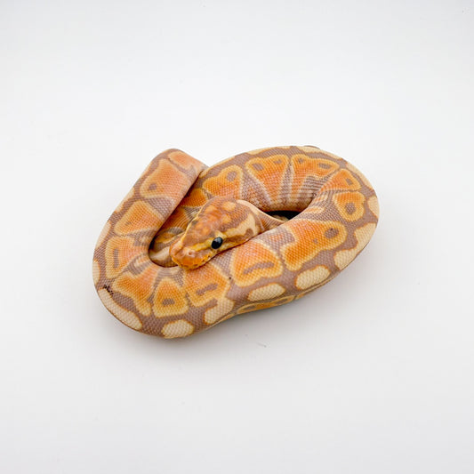 バナナSnhetクラウン