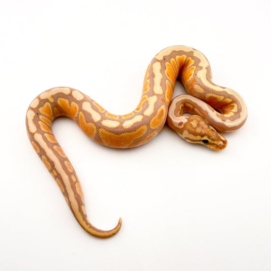 バナナSNYBhetクラウンpossレッドストライプ