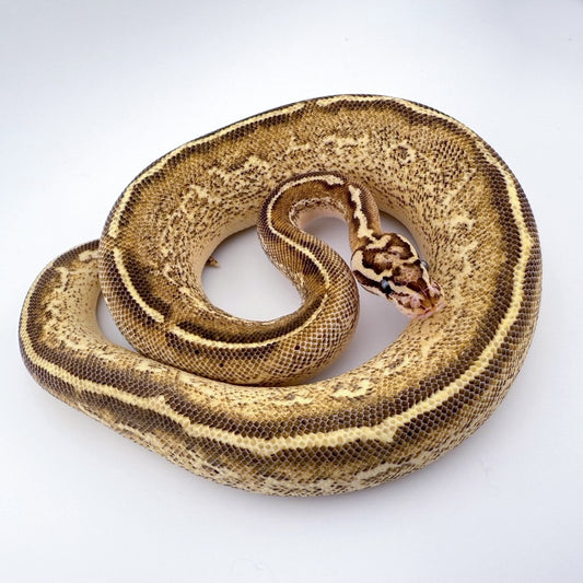 スポットノーズフリーウェイ