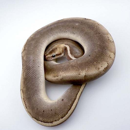 バンブーマホガニーキャリコ