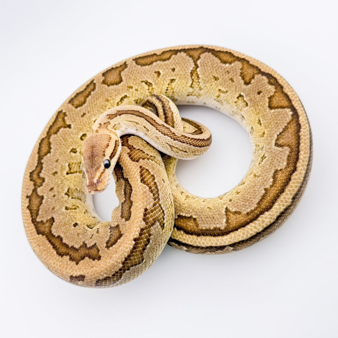 ブラックヘッドファイアピンストライプ