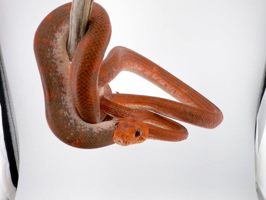 アマゾンツリーボア