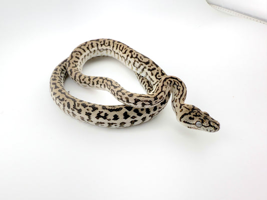 アザンゼブラジャガー