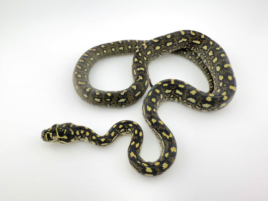 ダイヤモンドパイソンK×L