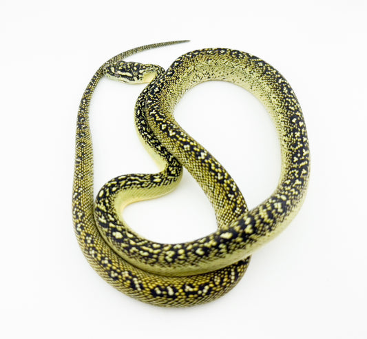 ダイヤモンドパイソンRDP