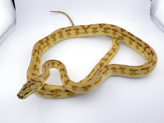Hypo Jaguar