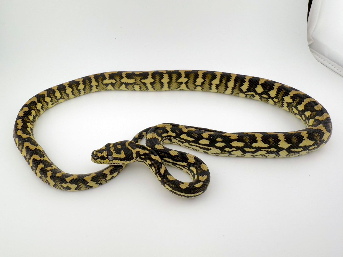 ジャーマンブラッドジャングル