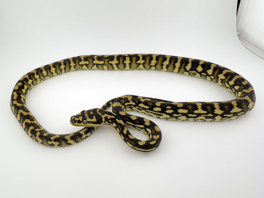 ジャーマンブラッドジャングル