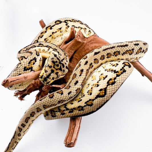 Hypo Zebra Jaguar