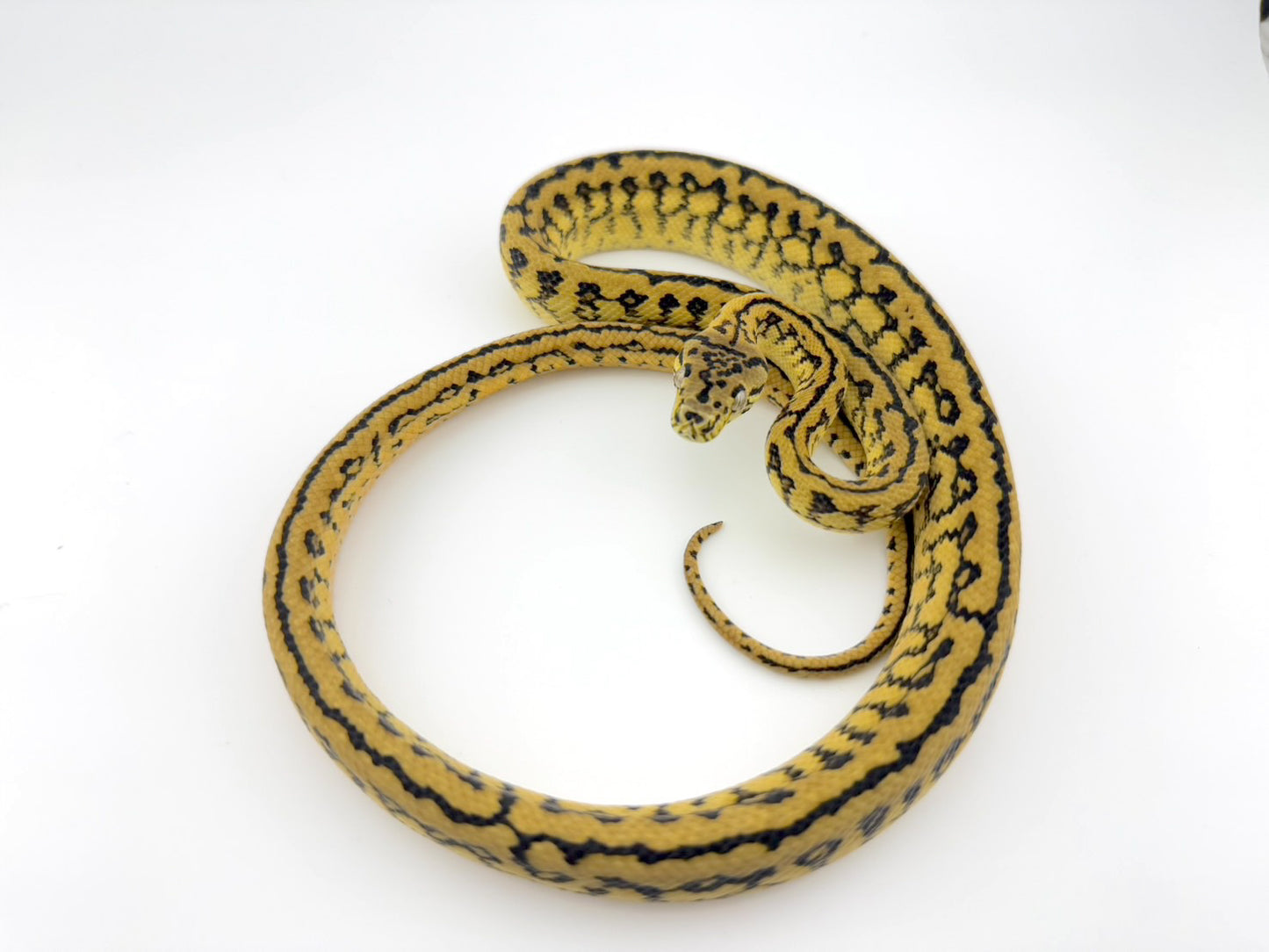 ジャングルゼブラジャガー