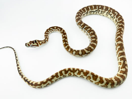 ブレッドリージャガー