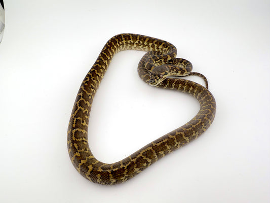 ゼブラhetアルビノ