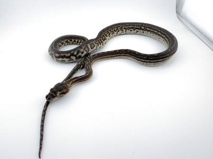 ブレッドリーストライプ