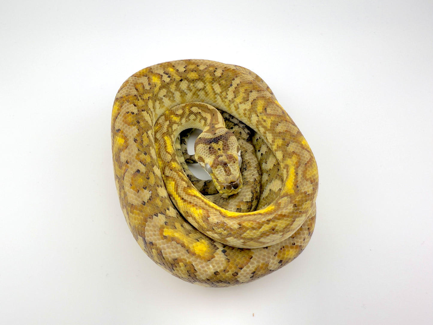 エクストリームストーンウォッシュジャガー