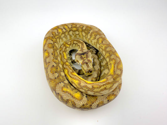 エクストリームストーンウォッシュジャガー