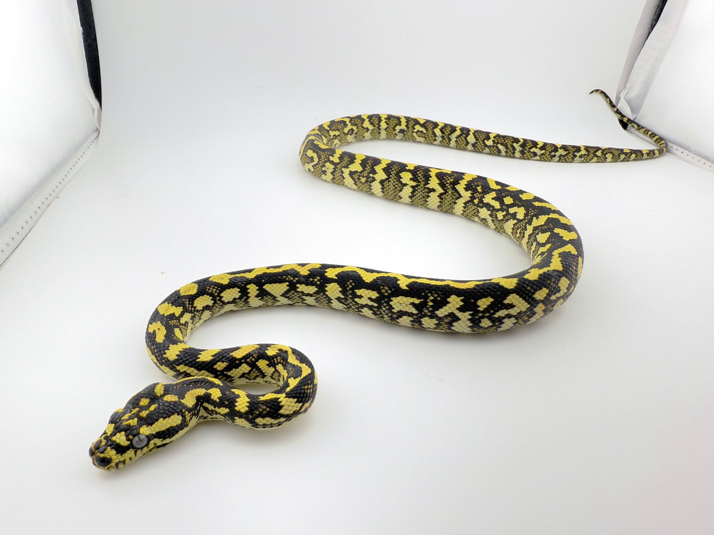 デリアジャングル