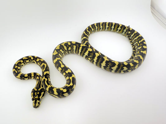 デリアジャングル