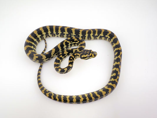 デリアジャングル