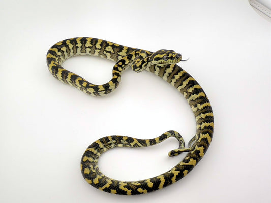 デリアジャングル