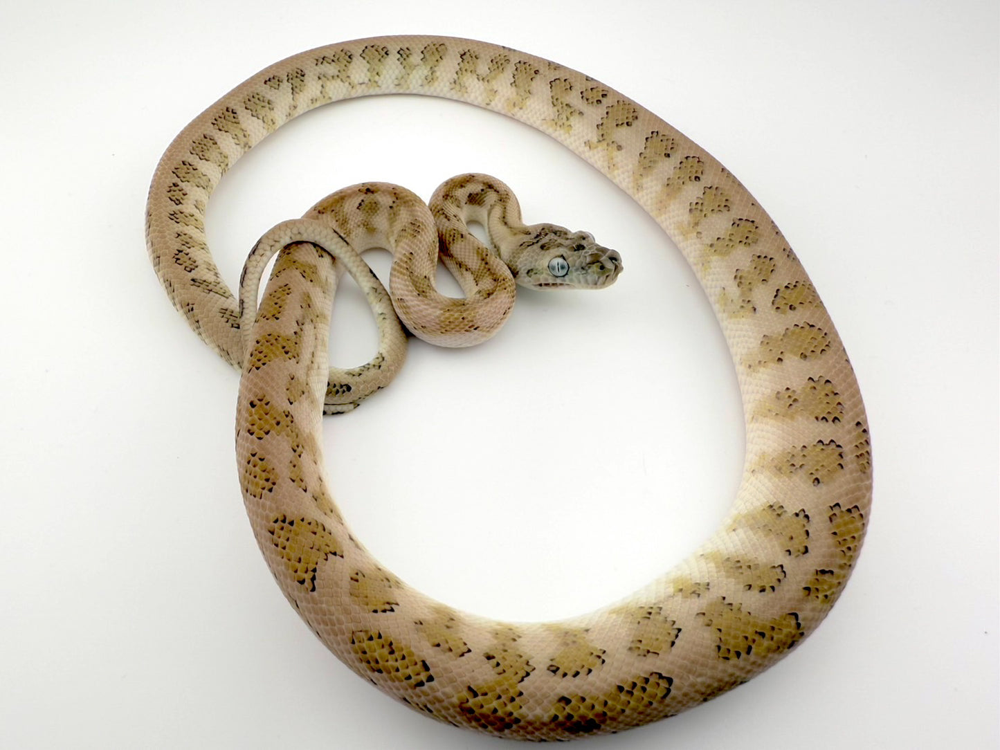 キャラメルアザンジャガー ピュアコースタル