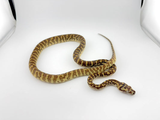 High %ブレッドリージャガー66%hetストーンウォッシュ