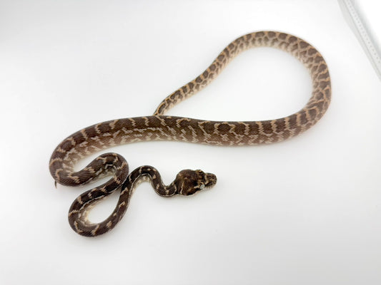 ラフスケールパイソン