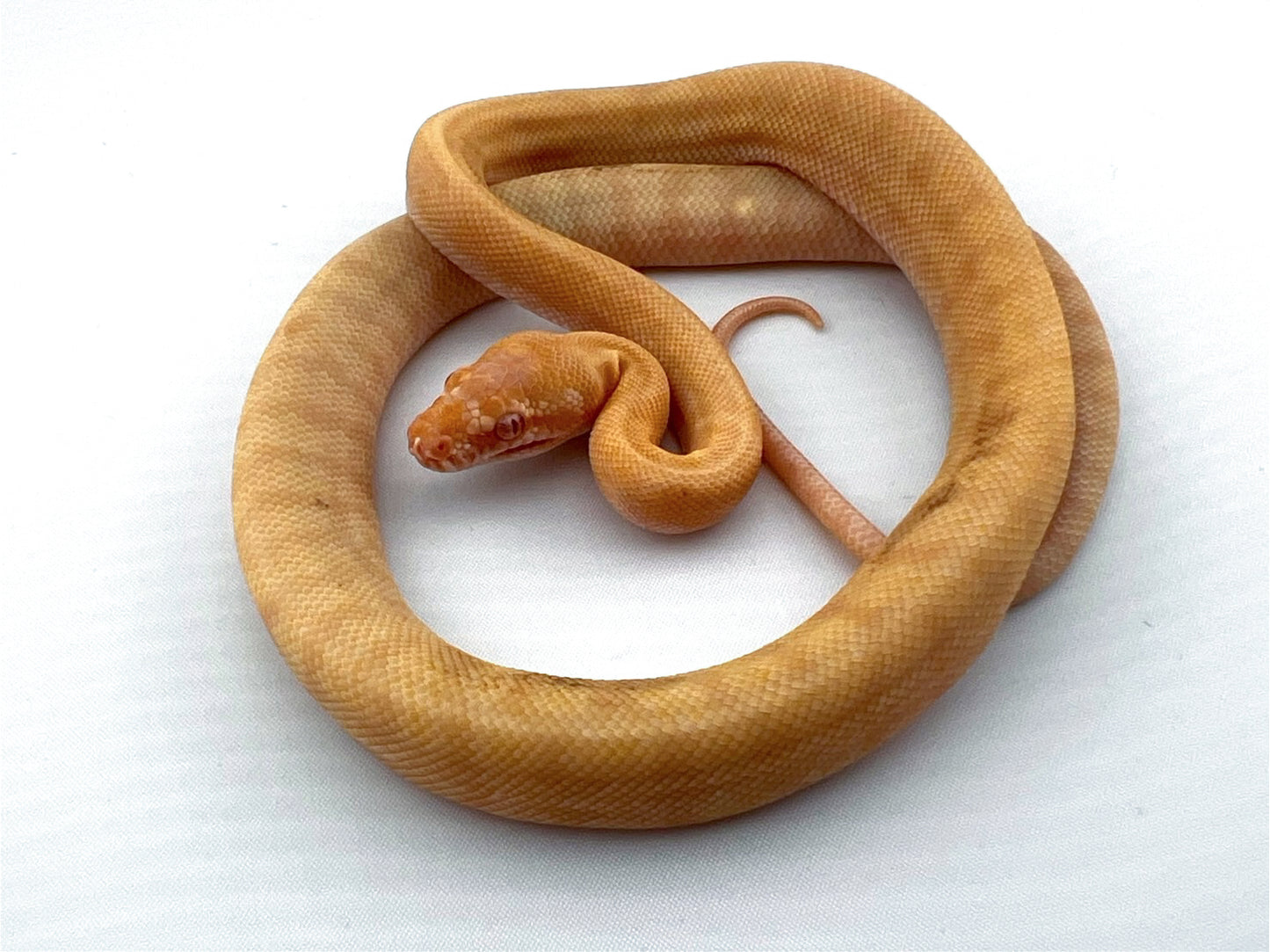 アルビノ Pure Darwin