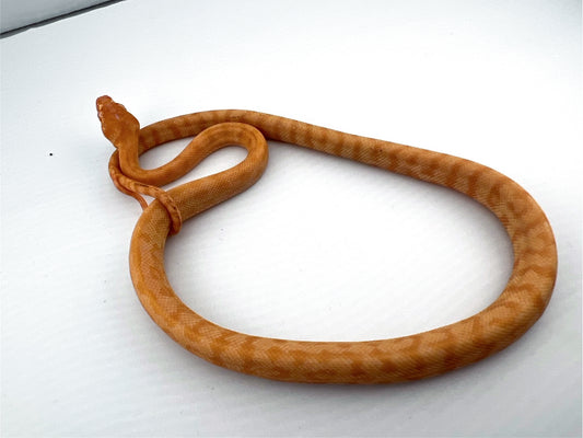 アルビノ Pure Darwin