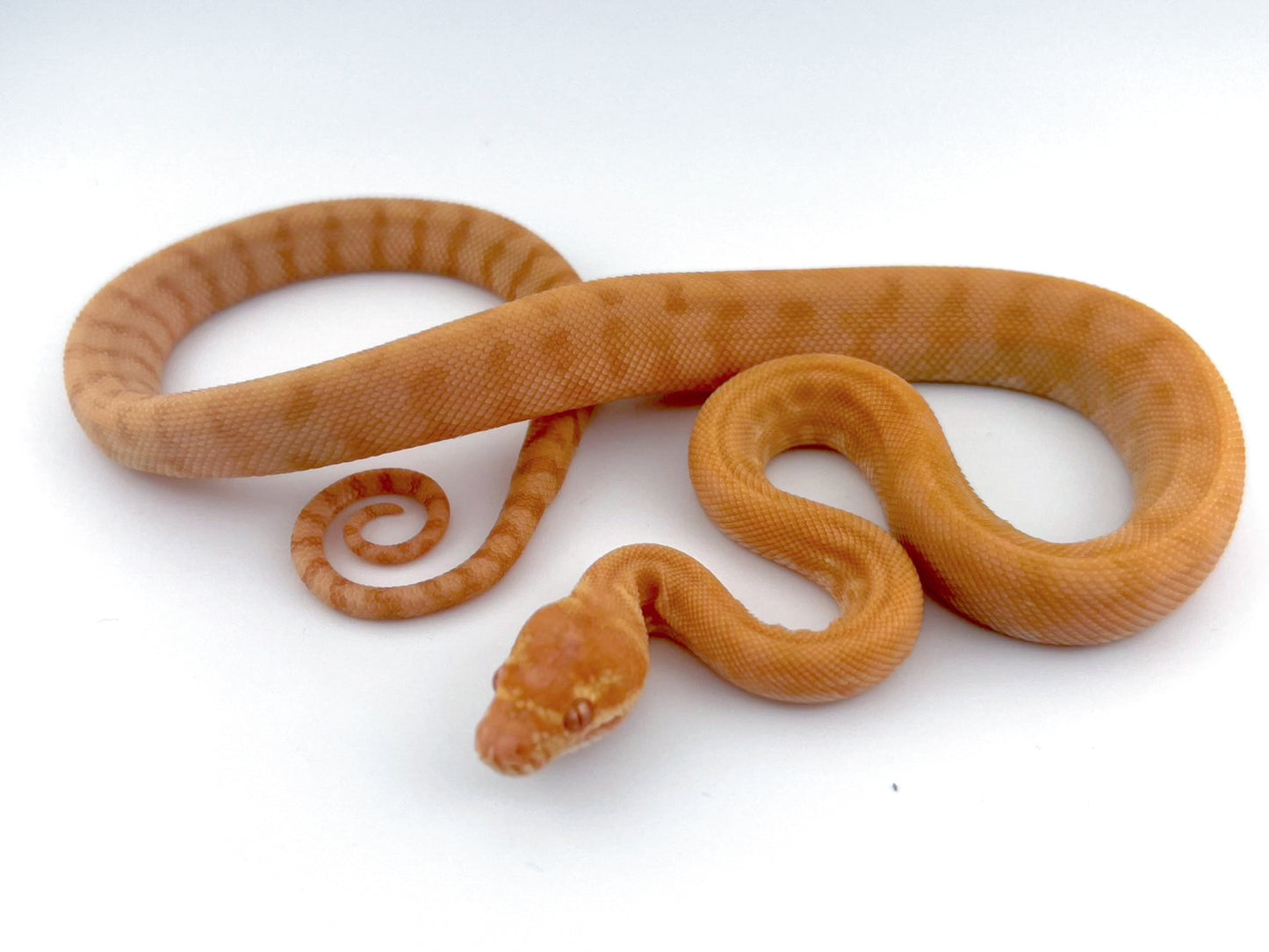 アルビノ Redline