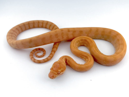 アルビノ Redline