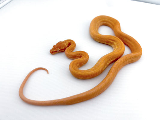 アルビノ Redline