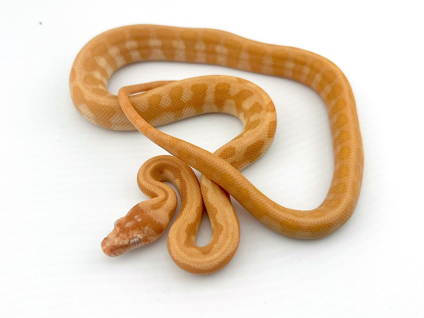 アルビノジャガー