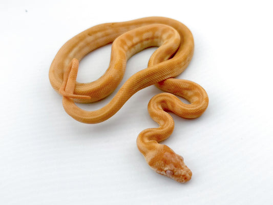 アルビノジャガー