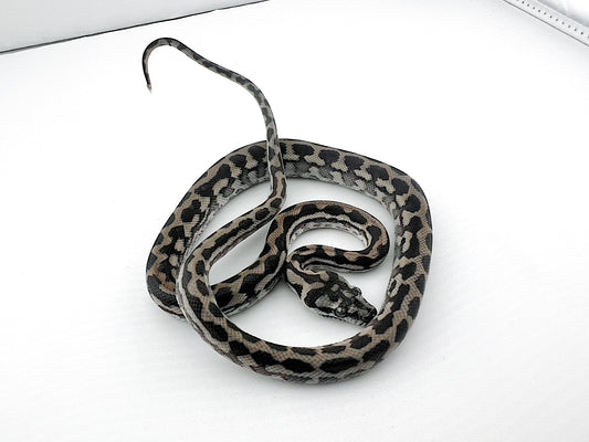 アザンティック