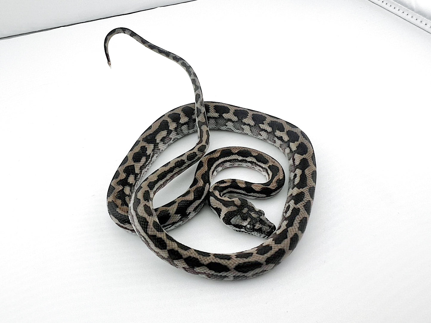 アザンティック