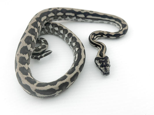 アザンティック