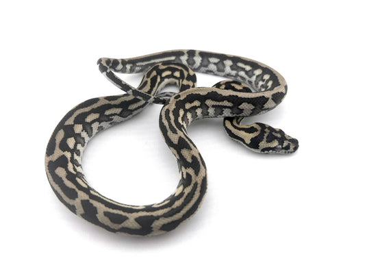 アザンティックジャガー