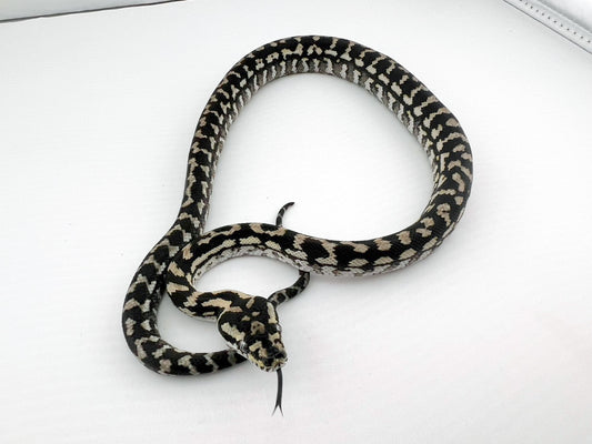 アザンティック