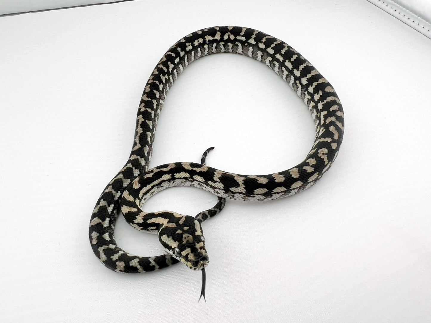 アザンティック