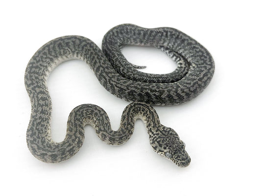 アザンティックグラナイト