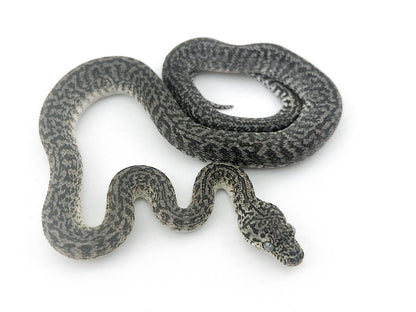 アザンティックグラナイト