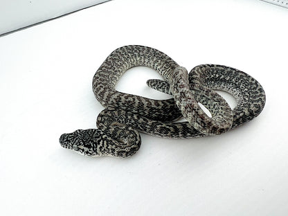 アザンティックグラナイト