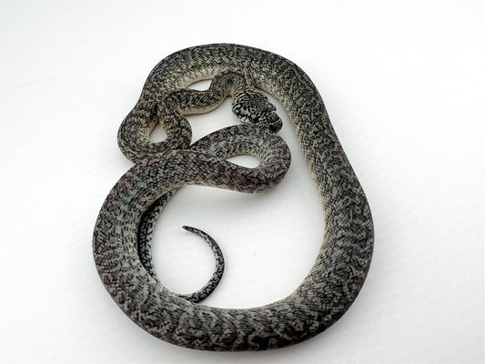 アザンティックグラナイト