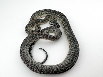 アザンティックグラナイト