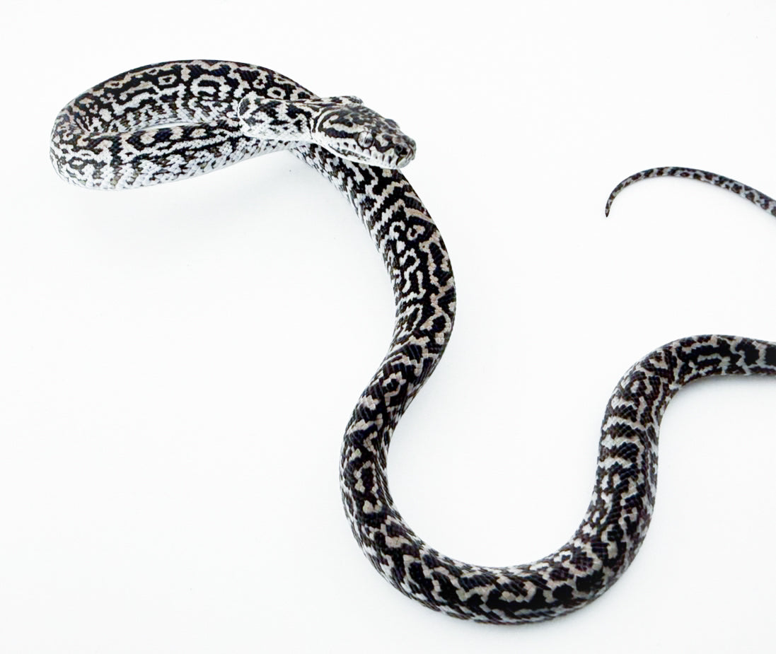 アザンティックゼブラ