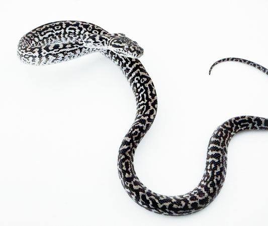 アザンティックゼブラ